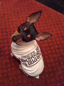 Remy from Seattle: the sharpest dog in the west