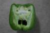 Green_pepper