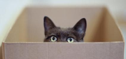 20121113-catster-cat-in-box-video-hero