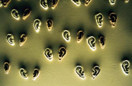 moataznasr-ears-press-2