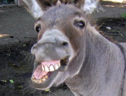 Angry-donkey