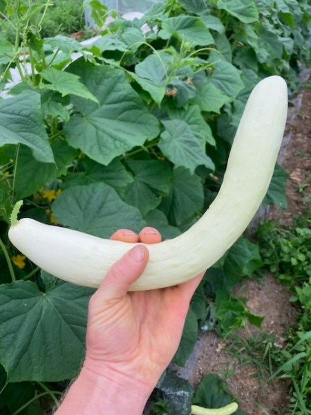 above some abundantly leafy cucumber vines, the hand of questioneer Daniel holds up a white cucumber, curved in the middle like a smile or a boomerang